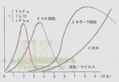 ウイルスの増殖の推移