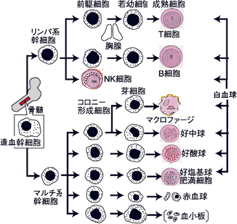 免疫機能を司る免疫細胞は白血球です！