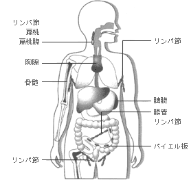 免疫機能を司る免疫細胞はどこで造られる？