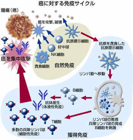 免疫の仕組み(癌に対する自然免疫と獲得免疫の免疫サイクル)